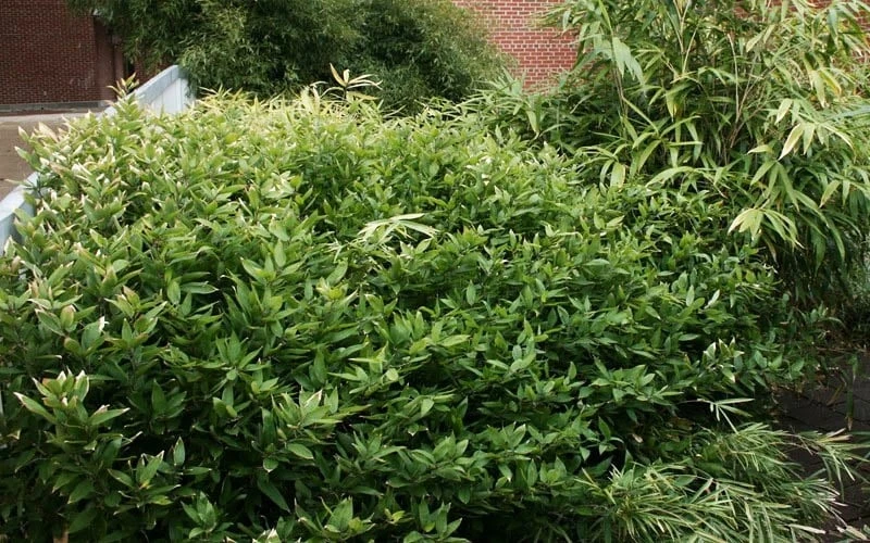 Ruscus Bamboo (Shibataea Kumasaca) - 1 Gallon Pot - Image 5