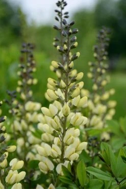 Vanilla Cream Baptisia (False Indigo) - 1 Gallon Pot
