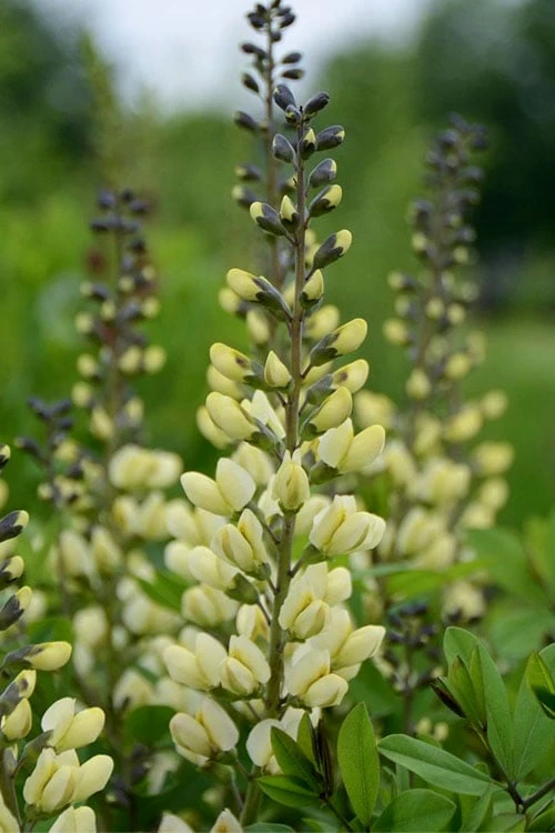 Vanilla Cream Baptisia (False Indigo) - 1 Gallon Pot