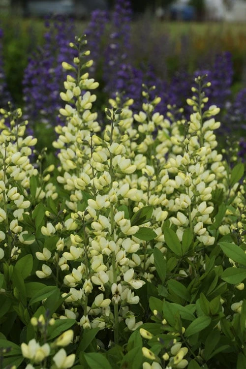 Vanilla Cream Baptisia (False Indigo) - 1 Gallon Pot - Image 5