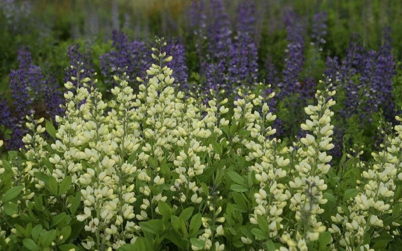 Vanilla Cream Baptisia (False Indigo) - 1 Gallon Pot - Image 6