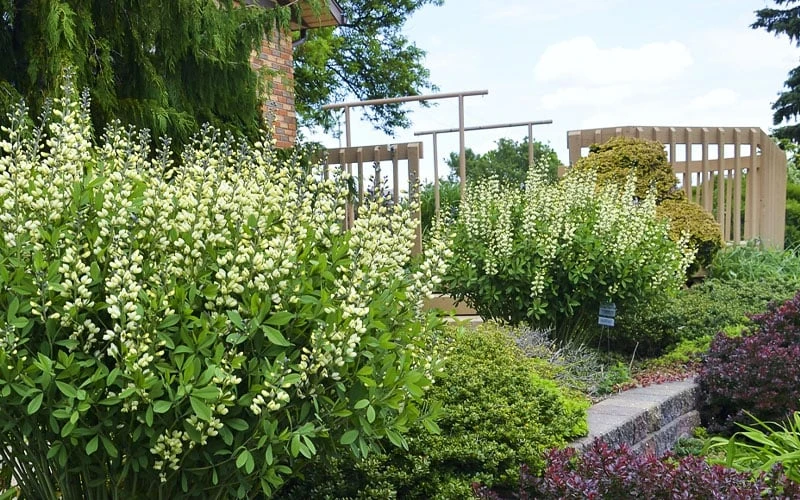 Vanilla Cream Baptisia (False Indigo) - 1 Gallon Pot - Image 4