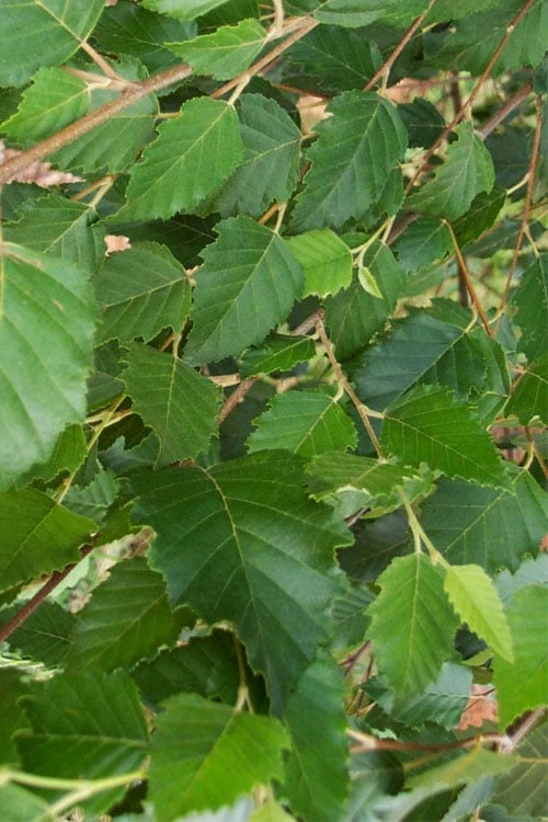 DuraHeat River Birch (Betula Nigra) - 3 Gallon Pot - Image 7