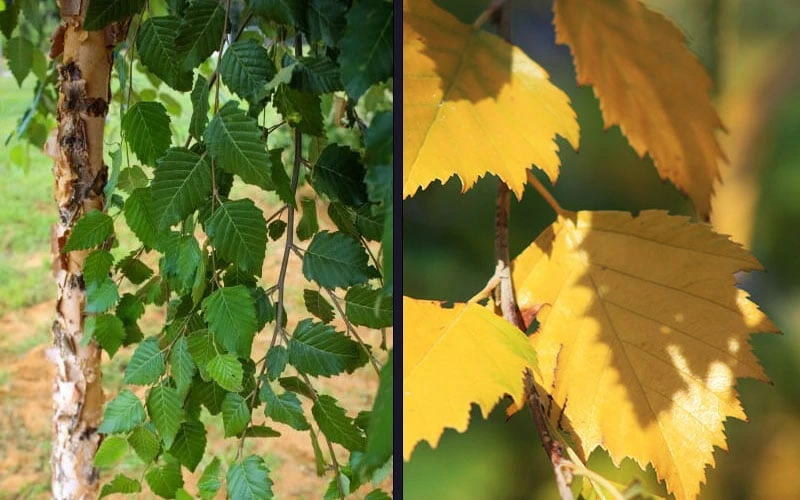 DuraHeat River Birch (Betula Nigra) - 3 Gallon Pot - Image 6