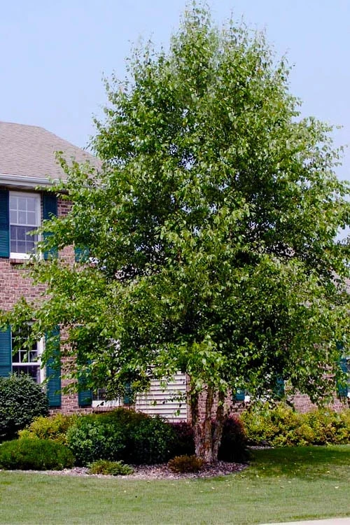 DuraHeat River Birch (Betula Nigra) - 3 Gallon Pot