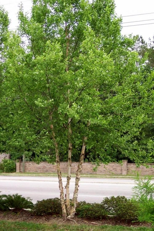 DuraHeat River Birch (Betula Nigra) - 3 Gallon Pot - Image 8