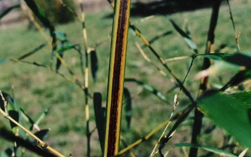 Black Stripe Bamboo - Phyllostachys Nigra Megurochiku - 3 Gallon Pot - Image 4