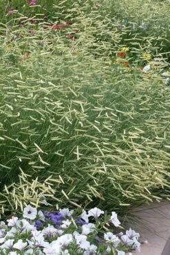 Blonde Ambition Blue Grama Grass (Bouteloua Gracilis) - 1 Gallon Pot