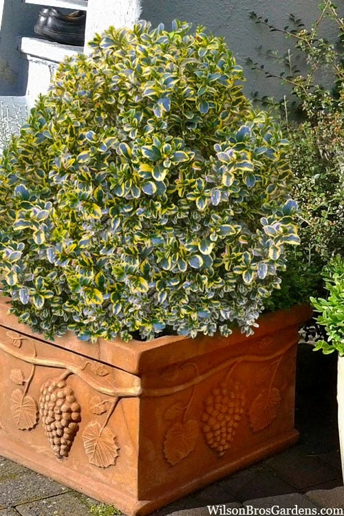 Sunburst Variegated Korean Boxwood - 1 Gallon Pot - Image 7