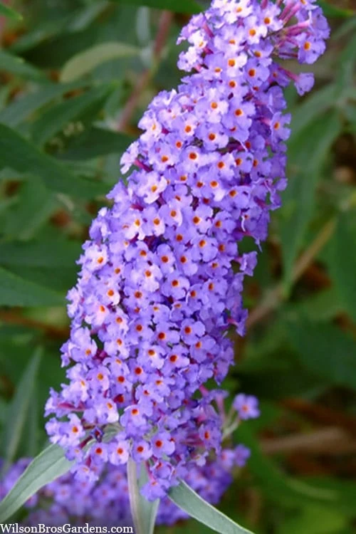 Nanho Blue Butterfly Bush - Buddleia - 3 Gallon Pot - Image 7