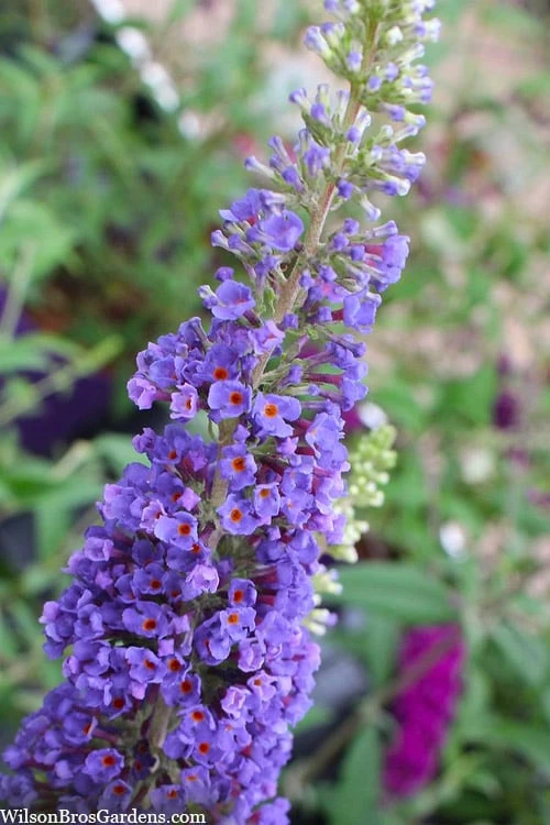 Nanho Blue Butterfly Bush - Buddleia - 3 Gallon Pot - Image 6
