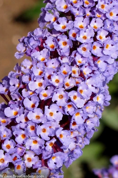 Nanho Blue Butterfly Bush - Buddleia - 3 Gallon Pot - Image 5