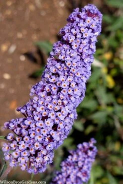 Nanho Blue Butterfly Bush - Buddleia - 3 Gallon Pot
