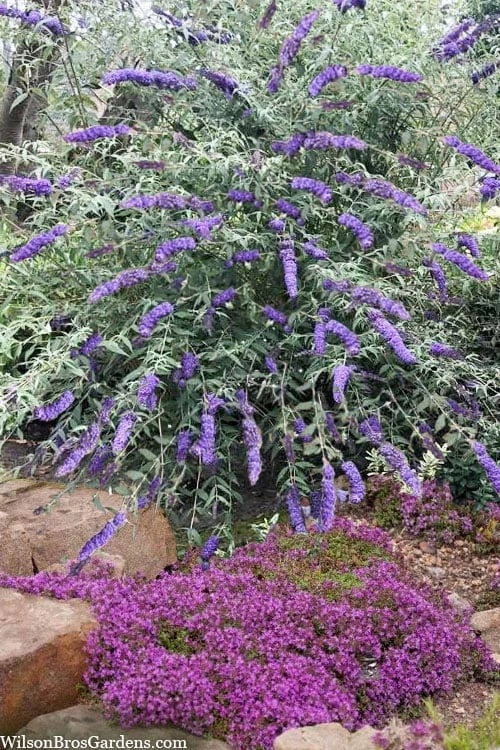 Nanho Blue Butterfly Bush - Buddleia - 3 Gallon Pot - Image 4