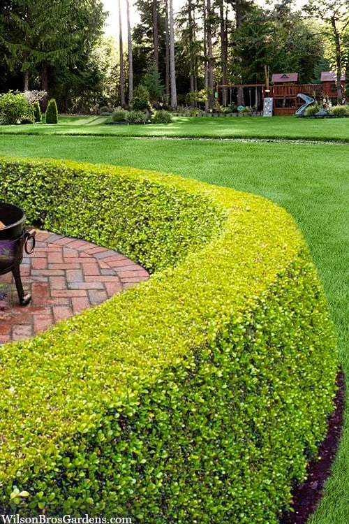 Golden Triumph Variegated Dwarf Boxwood - 1 Gallon Pot - Image 4