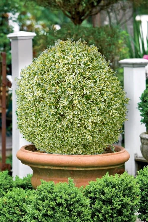 Elegans Variegated Boxwood - Buxus Sempervirens 'Elegantissima' - 1 Gallon Pot - Image 4