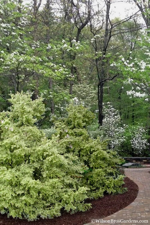 Elegans Variegated Boxwood - Buxus Sempervirens 'Elegantissima' - 3 Gallon Pot - Image 6