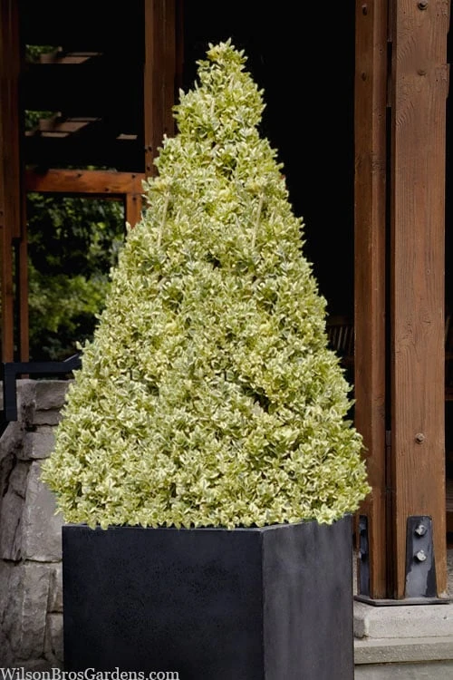 Elegans Variegated Boxwood - Buxus Sempervirens 'Elegantissima' - 2 Gallon Pot - Image 5