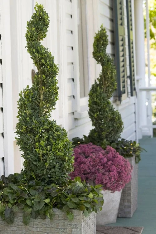 Green Tower Boxwood - 3 Gallon Pot - Image 4