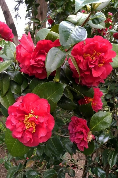 Turandot Camellia Japonica - 3 Gallon Pot - Image 4