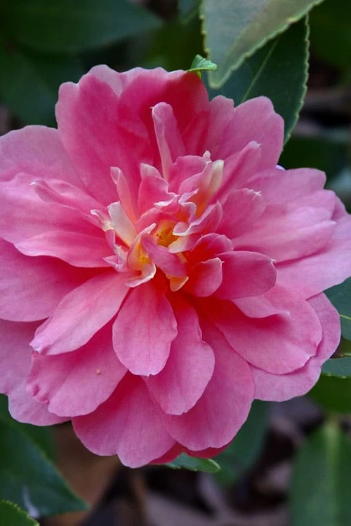 Autumn Spirit Camellia - Hybrid - 1 Gallon Pot - Image 6