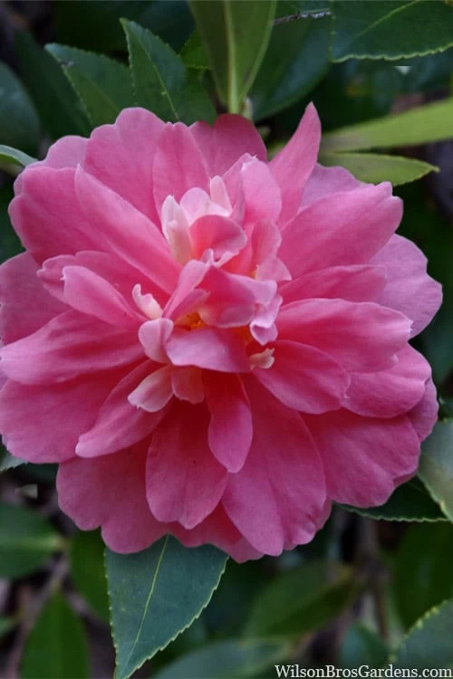 Autumn Spirit Camellia - Hybrid - 1 Gallon Pot - Image 5