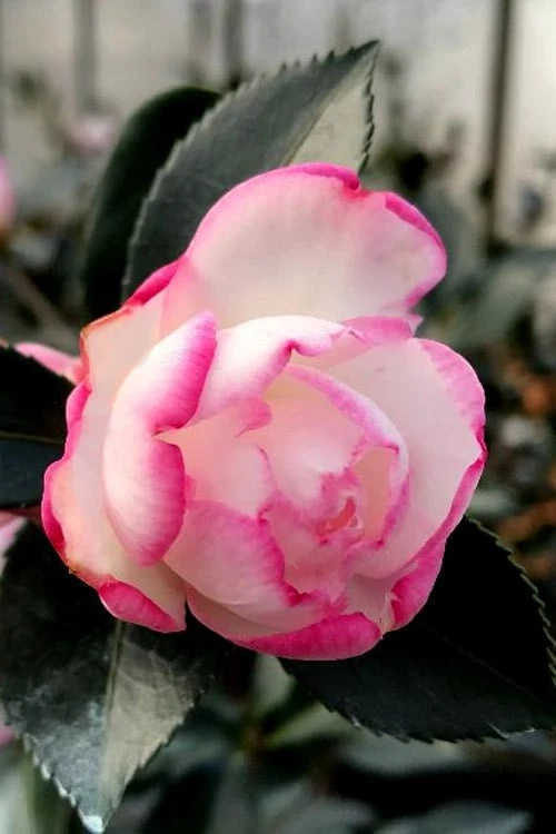 Bob's Supreme Camellia - 3 Gallon Pot - Image 4