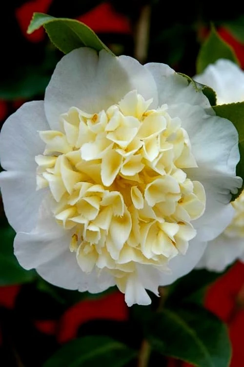 Brushfield Yellow Camellia Japonica - 1 Gallon Pot - Image 4