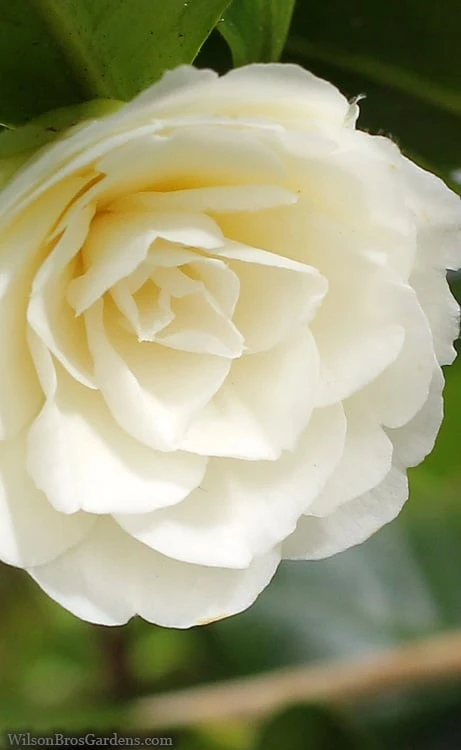 Dahlonega Camellia Japonica - 3 Gallon Pot - Image 4