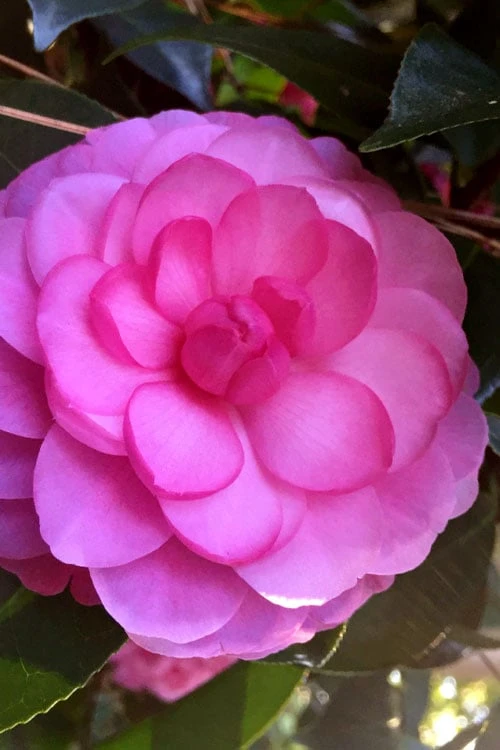 Early Wonder Camellia Japonica - 2 Gallon Pot - Image 4