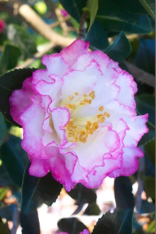 October Magic Inspiration Camellia - 2 Gallon Pot