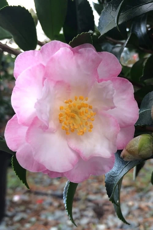 October Magic Orchid Camellia - 3 Gallon Pot