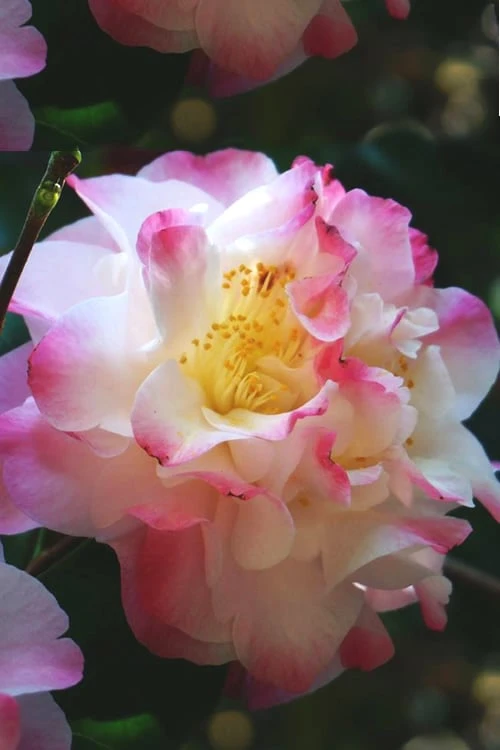 Omega Camellia Japonica - 3 Gallon Pot - Image 5