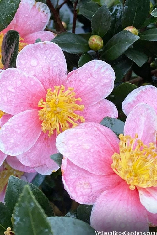 Maggie's Pink Camellia - 3 Gallon Pot - Image 4