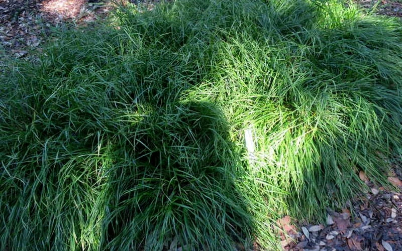 Creek Sedge (Carex Amphibola) - 1 Gallon Pot - Image 5