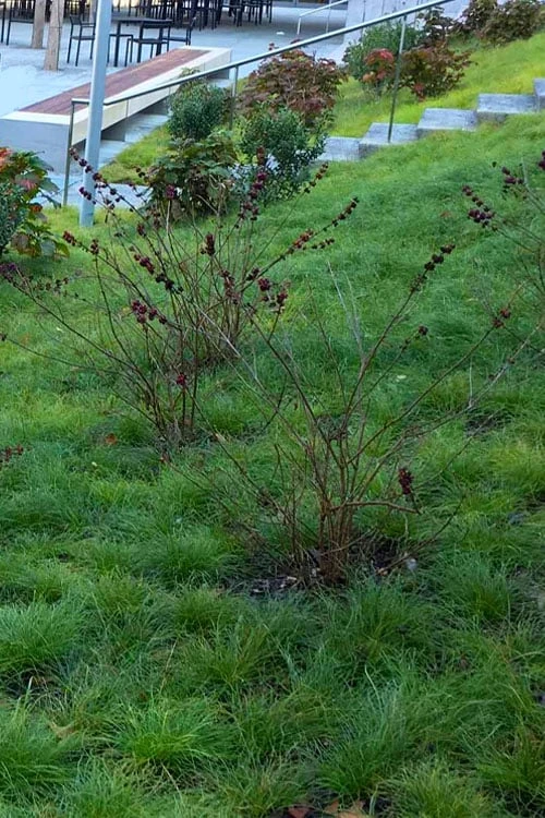 Texas Sedge (Carex Texensis) - 6 Pack Of 1 Gallon Pots - Image 5