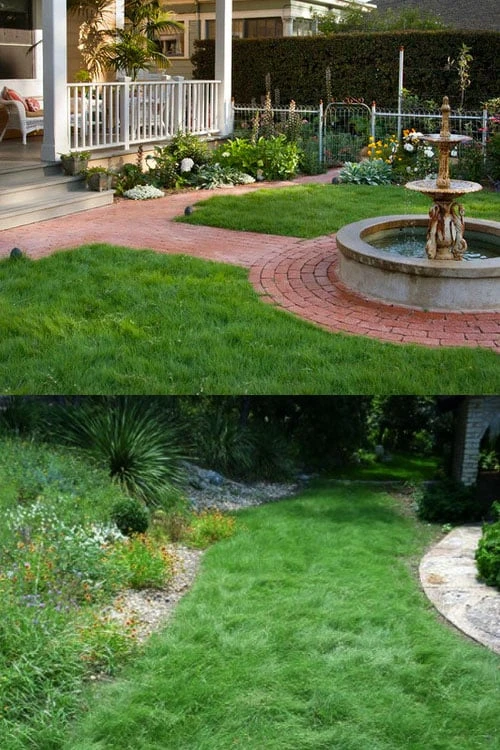 Texas Sedge (Carex Texensis) - 6 Pack Of 1 Gallon Pots - Image 6