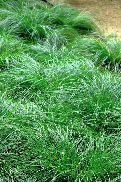 Texas Sedge (Carex Texensis) - 6 Pack Of 1 Gallon Pots - Image 8