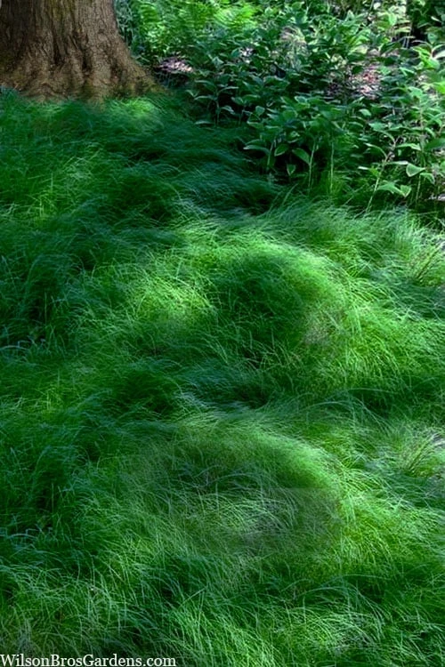 Texas Sedge (Carex Texensis) - 6 Pack Of 1 Gallon Pots