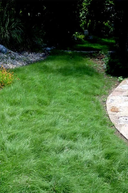 Texas Sedge (Carex Texensis) - 6 Pack Of 1 Gallon Pots - Image 4