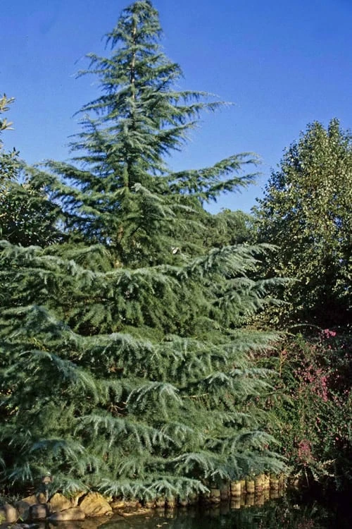 Deodar Cedar - 5 Gallon Pot (3-4') - Image 5