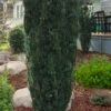 Upright Japanese Plum Yew - Cephalotaxus Harringtonia 'Fastigiata' - 1 Gallon Pot
