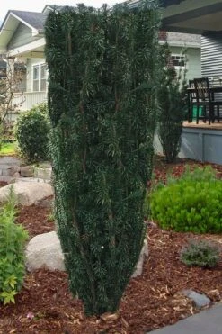 Upright Japanese Plum Yew - Cephalotaxus Harringtonia 'Fastigiata' - 6 Pack Of 1 Gallon Pots