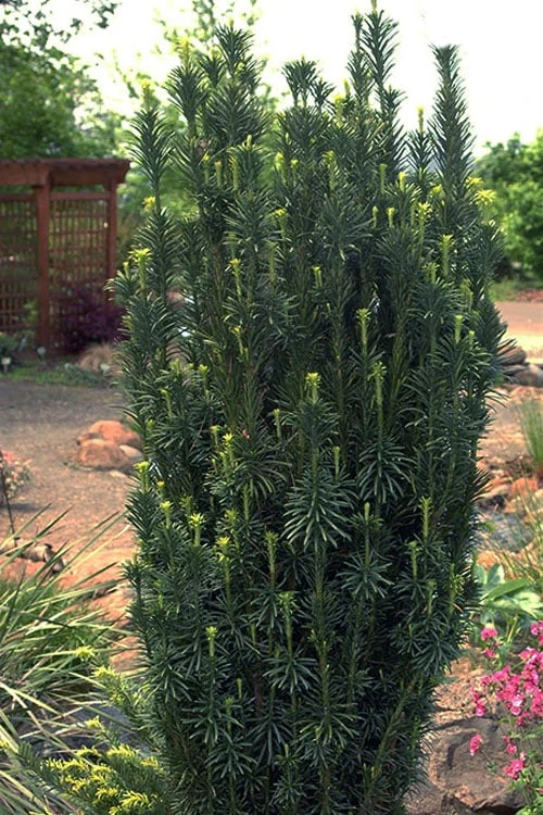 Upright Japanese Plum Yew - Cephalotaxus Harringtonia 'Fastigiata' - 6 Pack Of 1 Gallon Pots - Image 5