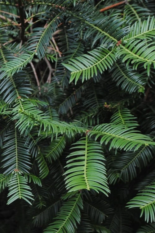 Japanese Plum Yew Tree (Cephalotaxus Harringtonia) - 3 Gallon Pot - Image 5