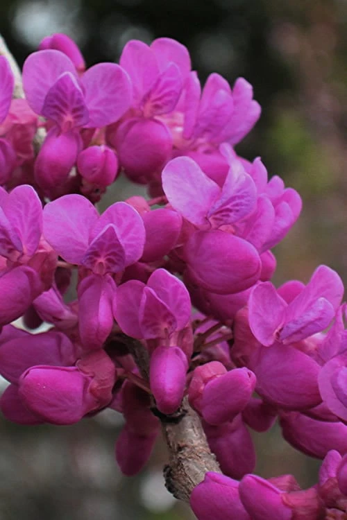 Oklahoma Redbud Tree - 5 Gallon Pot - Image 5