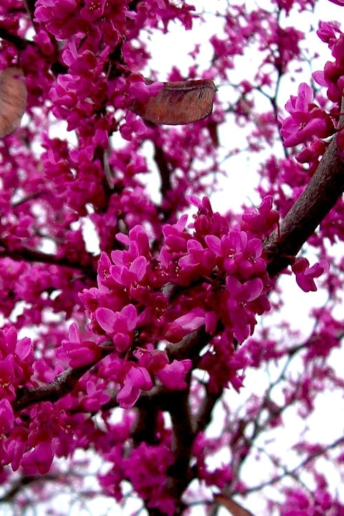 Oklahoma Redbud Tree - 5 Gallon Pot - Image 4