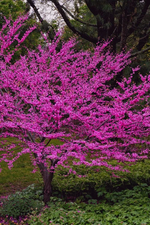 Oklahoma Redbud Tree - 5 Gallon Pot - Image 6