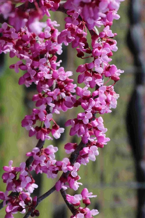 Traveller Weeping Redbud Tree - 7 Gallon Pot - Image 8