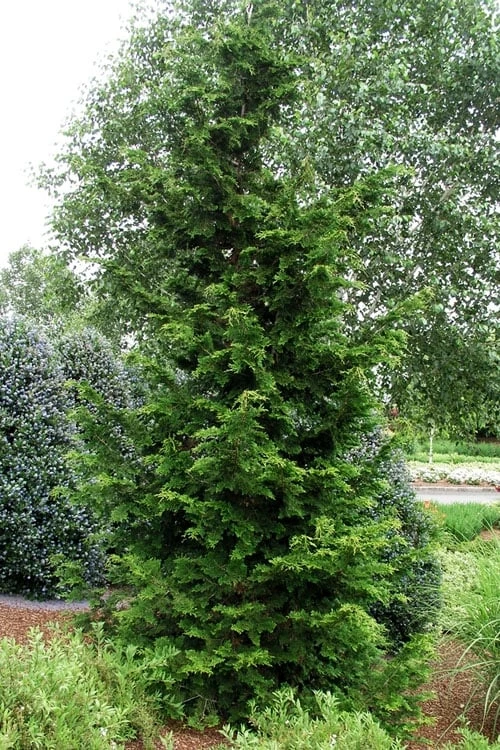 Slender Hinoki Cypress - 7 Gallon Pot (2-3') - Image 3